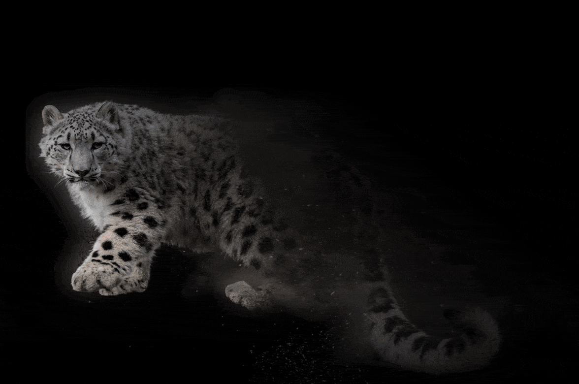 Hours left to QUADRUPLE your gift for snow leopards! Wildlife