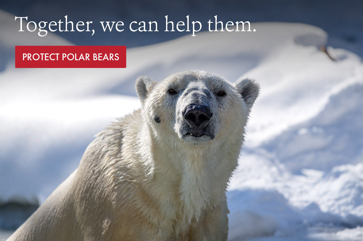 Polar bears are struggling. Here’s how you can help. Wildlife